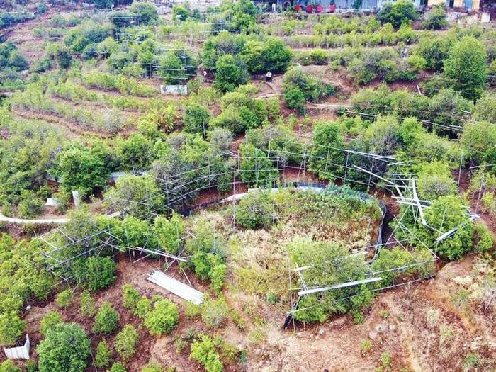 关于探访云南省临沧市双江县冰岛老寨整体搬迁的热门消息(6)