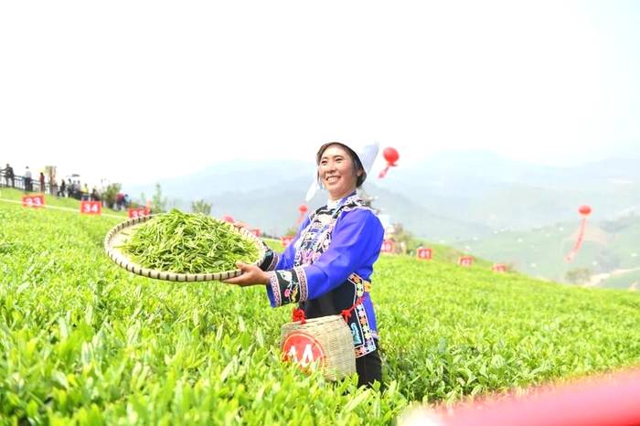 有关于双手采出致富叶！贵州省大力推广双手采茶成效显著的热门消息(20)