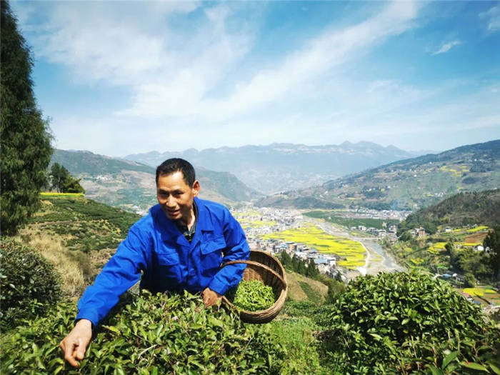 关于重庆巫山:乡村振兴新篇章! 福田镇茶叶种植增收上千万元的新闻(2)