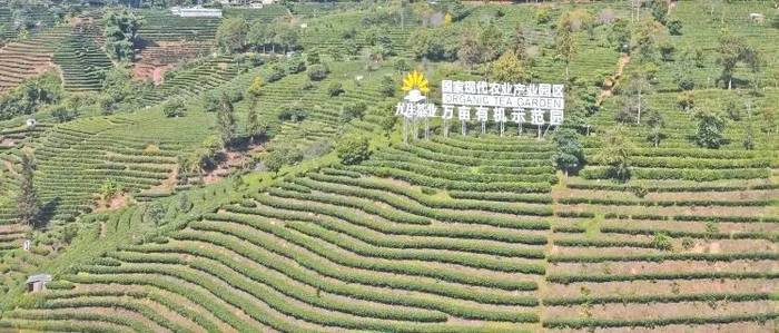 有关于云南普洱思茅区加快建设茶产业“一县一业”示范县的信息