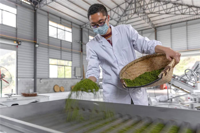 关于湖北恩施：茶企入驻！落都村茶叶终于有了销路的最新消息(2)