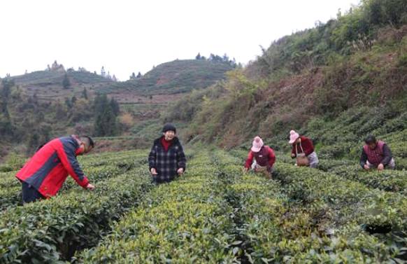 关于春茶采摘黄金季 张家界万宝山茶叶基地采茶忙的新闻(1)