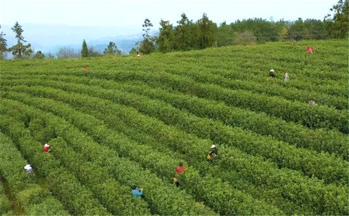 有关于四川广元：旺苍米仓山新茶上市，黄茶每斤卖到8800元！的新闻(5)