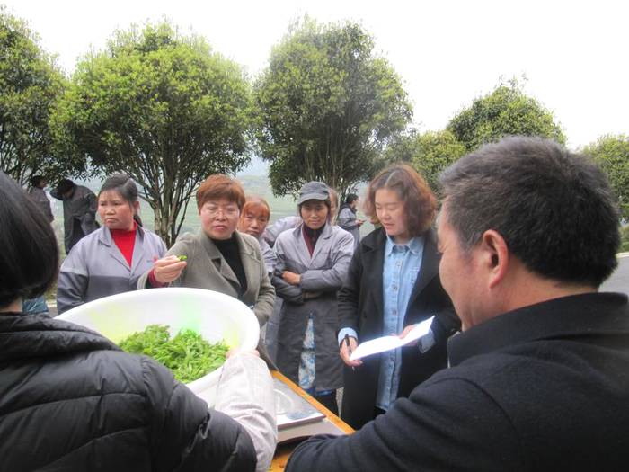 有关于2021年正安县双手采茶技能竞赛,双手采茶助力茶农提质增效的新闻(4)