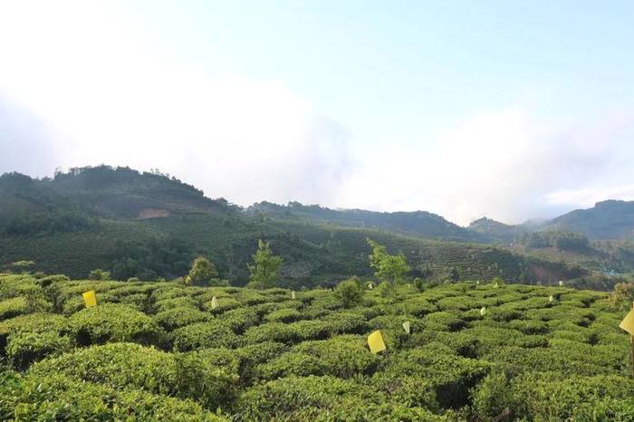 关于春茶抢“鲜”一步，普洱各地“明前茶”开采的热门信息(10)