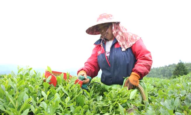 关于1650吨!2000万元!印江22.21万亩茶园迎来丰收的新闻