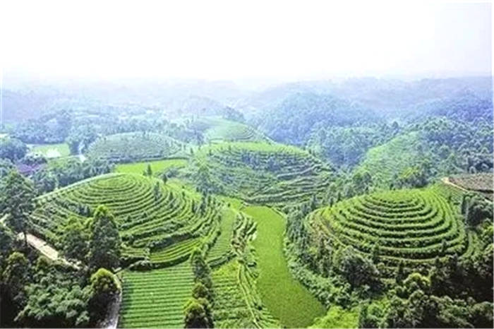 有关于四川精制川茶产业瞄准千亿 着力推动全产业链发展的新闻(2)