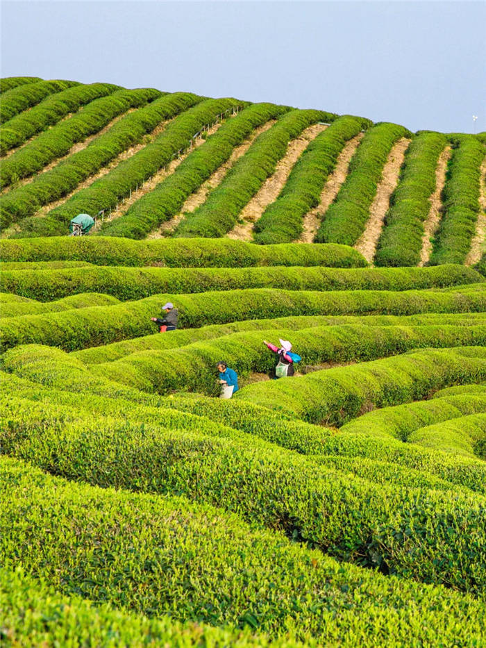 有关于泰顺筱村镇：葛垟茶场春欲暮 客来烹茶三杯香的消息(3)