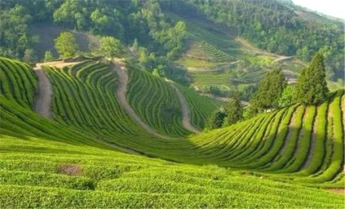 有关于发挥专项作用突破制约六堡茶产业发展关键技术瓶颈的信息