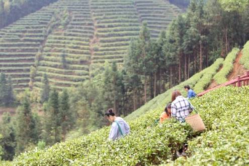 有关于广东春茶上新产销两旺,茶农们迎来“富口袋”的热门消息(5)