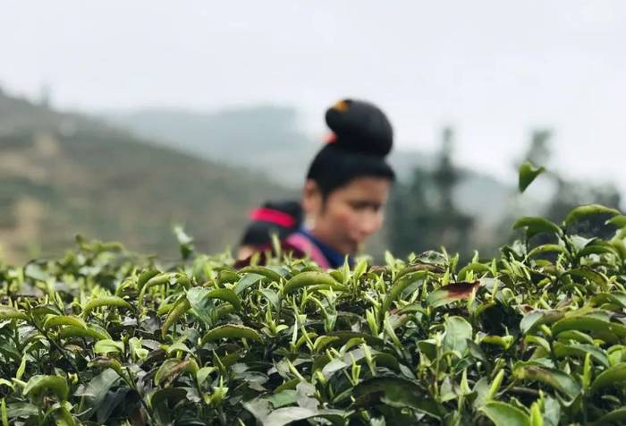 关于贵州茶就是好！专家、学者等知名人士点赞贵州茶产业的热门新闻(1)