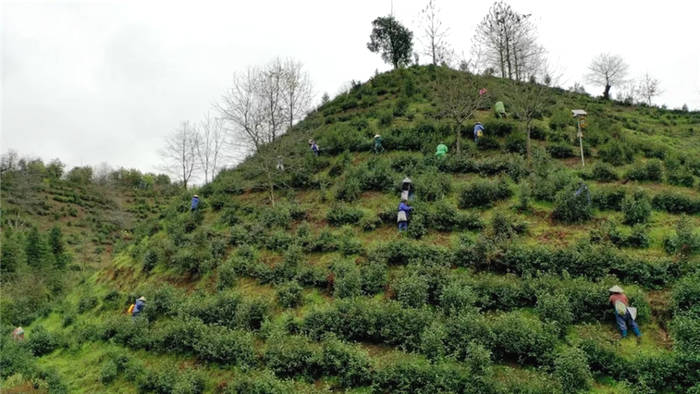 关于祁门红茶提前进入采摘 产量价格均有上浮的热门消息