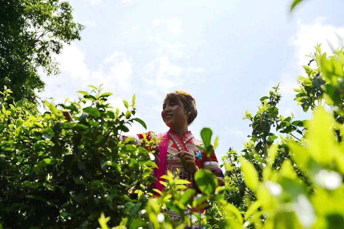 关于“茶饮市场为何无法诞生巨头”“金融科技赋能白茶产业”“茶叶电商的新发展”的最新消息(4)