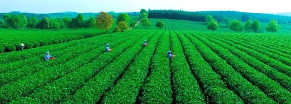 关于擦亮“茶叶之乡”名片，咸宁茶产业探索突围之路！的热门消息(1)