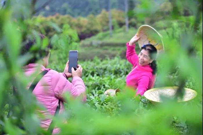 有关于人民网镜头下的贵州丹寨：茶产业融合发展助力乡村振兴的热门资讯(3)