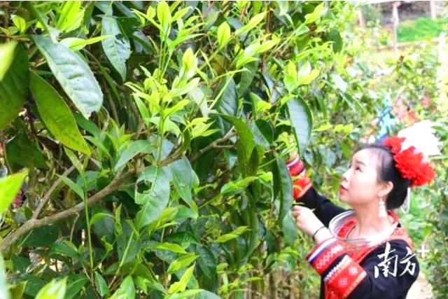 有关于连南马头冲村开采2021年清明高山千年古树茶的消息