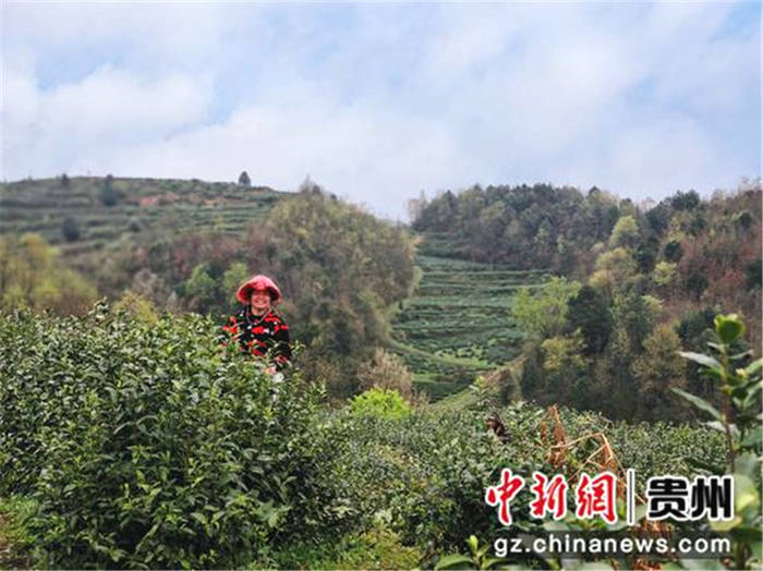 有关于贵州金沙县税务工作人员积极宣传茶产业减税降费政策的热门消息(1)