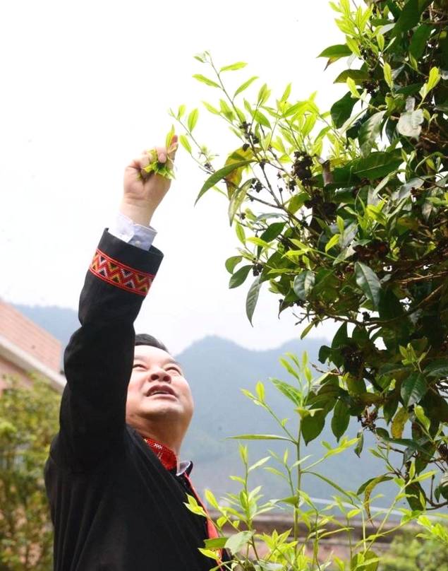 有关于连南马头冲村开采2021年清明高山千年古树茶的消息(1)