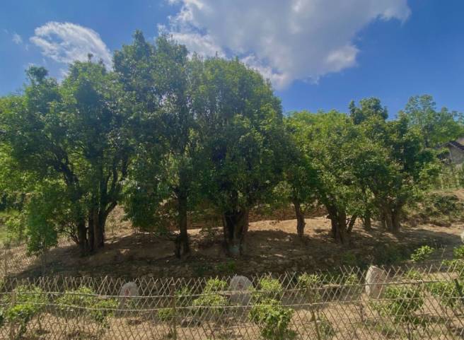 关于凤庆县举行2021“天下茶尊”开茶大典 全县35.6万亩茶园同步开采的热门信息(2)