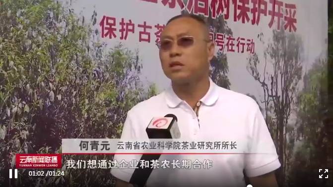 有关于2021年老班章古茶树春茶茶后开采 在保护中开发的热门新闻(4)