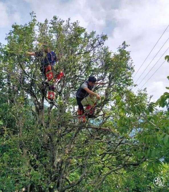 有关于云南各地春茶开采 一片茶叶成就一个绿色产业的最新信息(15)