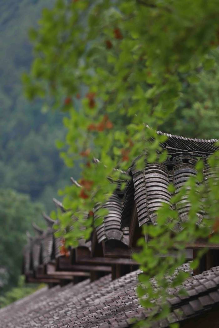 关于西农大：技术指南 为汉中茶叶发展送良方的热门信息(4)