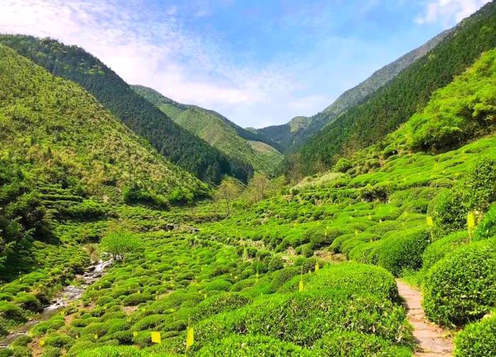有关于推动茶产业高质量发展，打牢乡村振兴的产业基础——访黄山市人民政府副市长张正竹的信息(1)