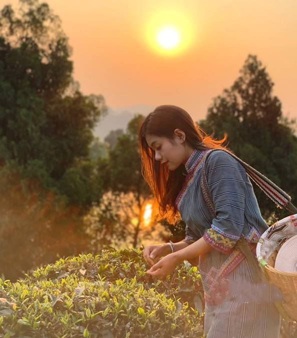 关于红河三村乡：三月春茶闹早市 四方茶商聚三村的最新资讯(1)