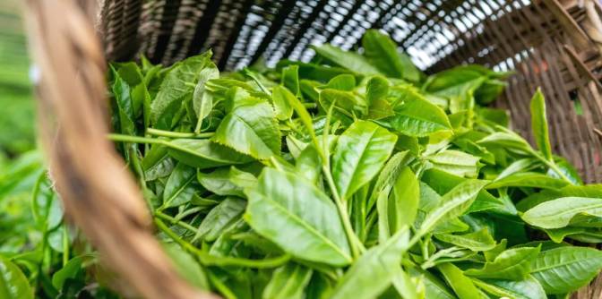 关于三月春光好采茶 宁洱20余万亩现代生态茶园进入采摘期的最新信息(12)