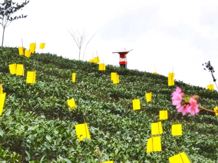 关于工业现代化带动农业智能化,福鼎茶产业集群呈规模化发展的热门资讯(1)