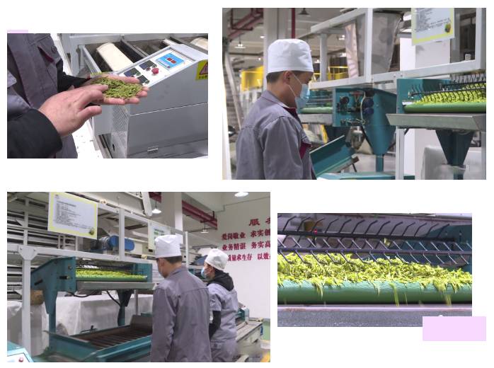 关于雷山县春茶采摘加工正当时，一年一度茶飘香！的热门新闻(3)