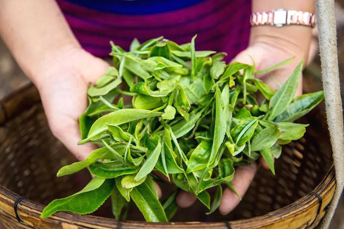 有关于一周热门：2020年中国茶叶电商数据报告、深度解析2021中国茶叶行业发展趋势、6个藏茶小妙招，上海、厦门国际茶博(8)