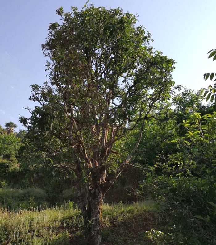 有关于临沧云县发挥古茶树资源 全面推进茶产业高质量发展的信息(1)