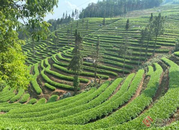 关于普洱：在森林公园与自然共处，建设生态茶园提升茶品质的最新信息(3)