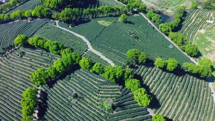 有关于除了龙井，杭州还有这些茶园的茶叶和美景让人陶醉!的热门资讯(8)