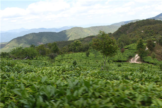 有关于今年贵州省全年茶叶产值力争实现580亿元，同比增加15%以上的最新信息