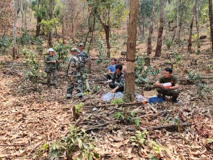 关于追逐暴利终将受罚，毁林种茶必须付出代价—勐海县毁林种茶违法人员的忏悔的最新消息(1)