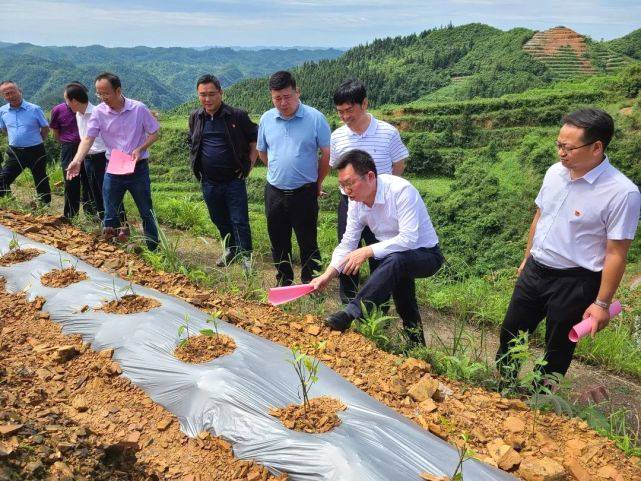 有关于州人大调研组来花垣调研茶叶产业发展情况的热门信息(1)