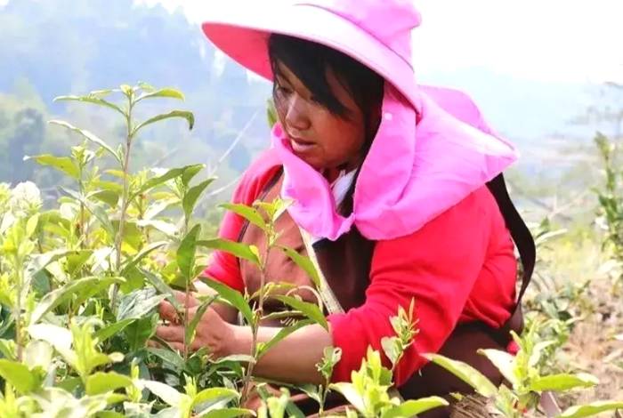 有关于德宏梁河县小厂乡：茶叶成为群众致富增收的“金叶子”的热门信息(1)