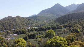 有关于深耕匠心做好茶 “华茗杯”多款江西茶榜上有名！的热门新闻