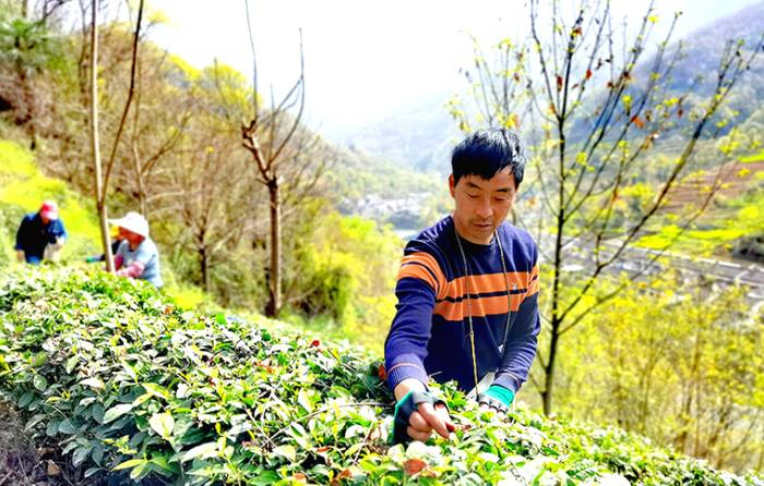 有关于康县阳坝龙潭村茶农们抢抓时节，采收茶叶的新闻(1)