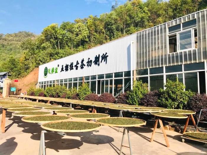 关于2021普洱五棵桩古茶园举行祭茶祖暨春茶开采仪式的信息(23)