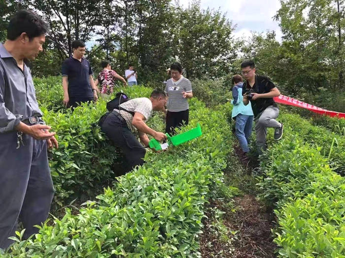 关于紫阳县狠抓夏季茶园管理，强化组织生产延链促增收的新闻(6)