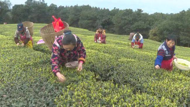 关于雨水滋润新芽，重庆永川10万亩春茶开采的热门信息(2)