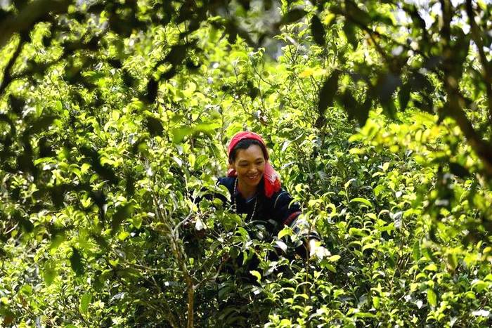 有关于帕沙老寨:勤劳双手助脱贫 茶叶织就新房梦的新闻(1)