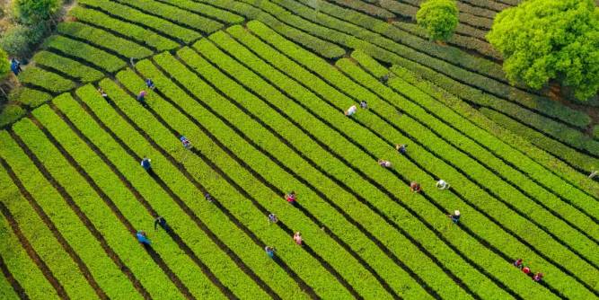 关于三月春光好采茶 宁洱20余万亩现代生态茶园进入采摘期的最新信息(18)