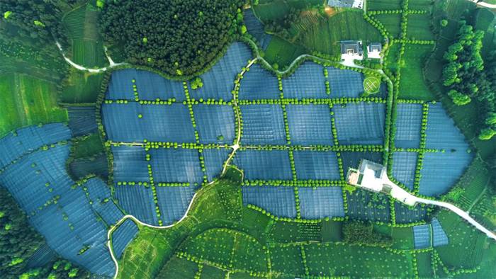 有关于3月贵州茶情丨春茶开采渐入佳境，茶企茶人频频出镜的最新信息(10)