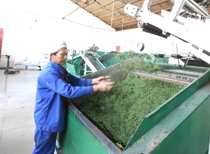 关于春茶抢“鲜”一步，普洱各地“明前茶”开采的热门信息(1)