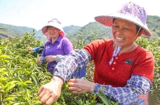 关于南靖罗坑村:大山茶树冒新芽 带动村民奔小康的热门资讯