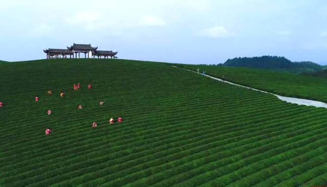 关于茶香飘万里！这片小小的叶子，让世界认识了铜仁的信息